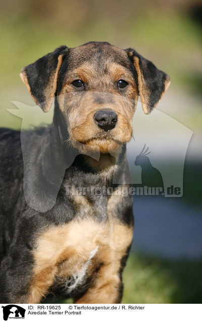 Airedale Terrier Portrait / RR-19625