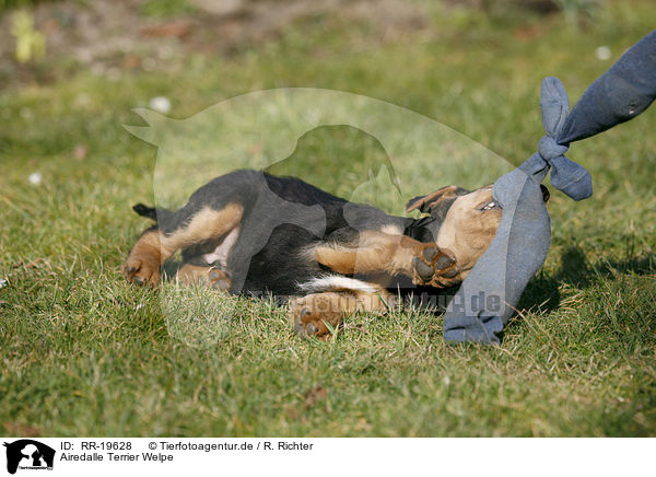 Airedalle Terrier Welpe / RR-19628