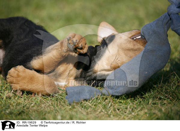 Airedalle Terrier Welpe / RR-19629