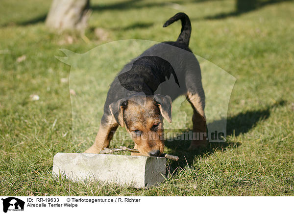 Airedalle Terrier Welpe / RR-19633