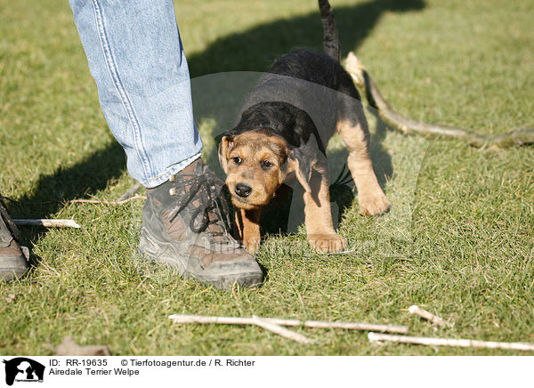 Airedale Terrier Welpe / RR-19635