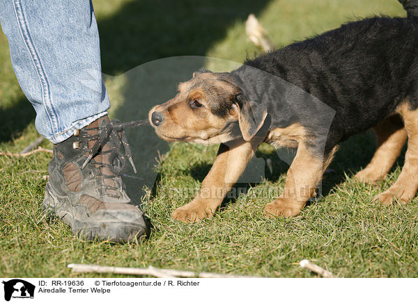 Airedalle Terrier Welpe / RR-19636