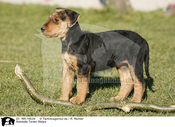 Airedalle Terrier Welpe / RR-19639