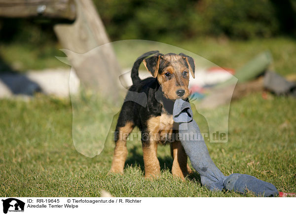 Airedalle Terrier Welpe / RR-19645