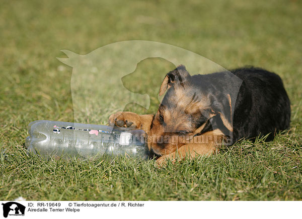 Airedalle Terrier Welpe / Airedale Terrier Puppy / RR-19649