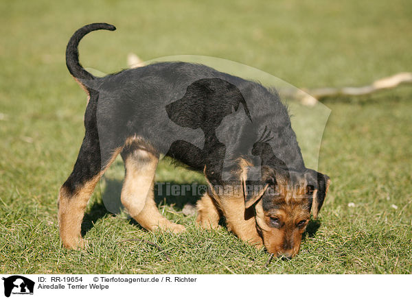 Airedalle Terrier Welpe / RR-19654