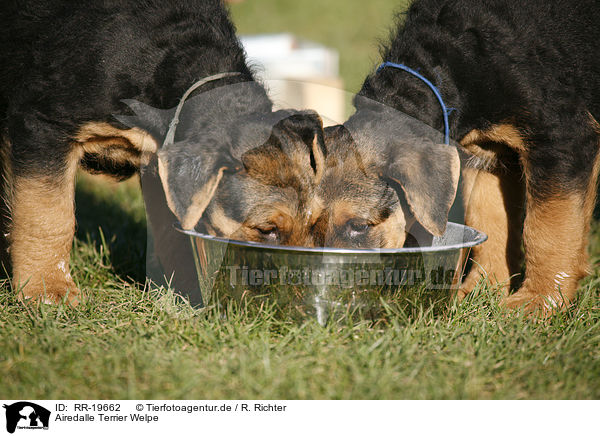 Airedalle Terrier Welpe / Airedale Terrier Puppy / RR-19662