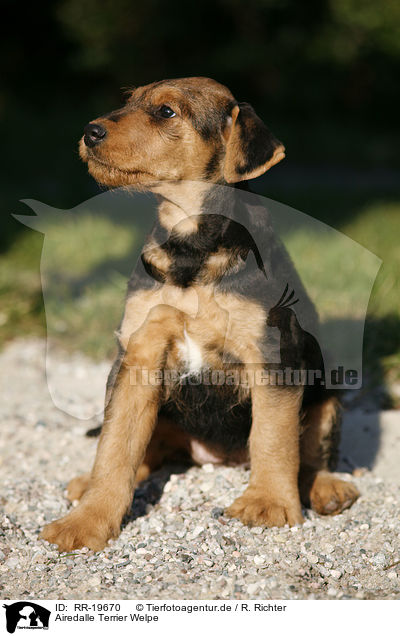 Airedalle Terrier Welpe / RR-19670