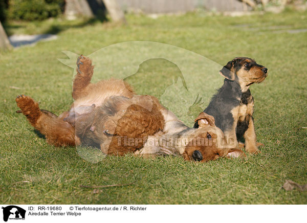 Airedalle Terrier Welpe / Airedale Terrier Puppy / RR-19680