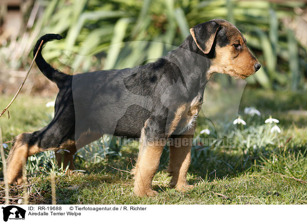 Airedalle Terrier Welpe / Airedale Terrier Puppy / RR-19688