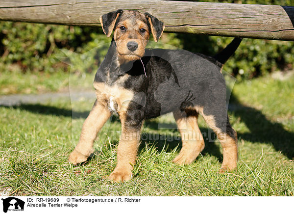Airedalle Terrier Welpe / Airedale Terrier Puppy / RR-19689