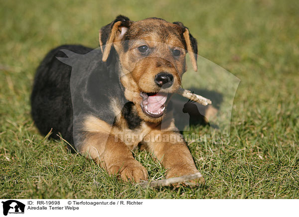 Airedalle Terrier Welpe / RR-19698