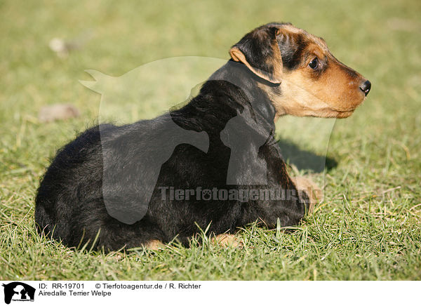 Airedalle Terrier Welpe / Airedale Terrier Puppy / RR-19701
