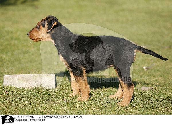 Airedalle Terrier Welpe / Airedale Terrier Puppy / RR-19703
