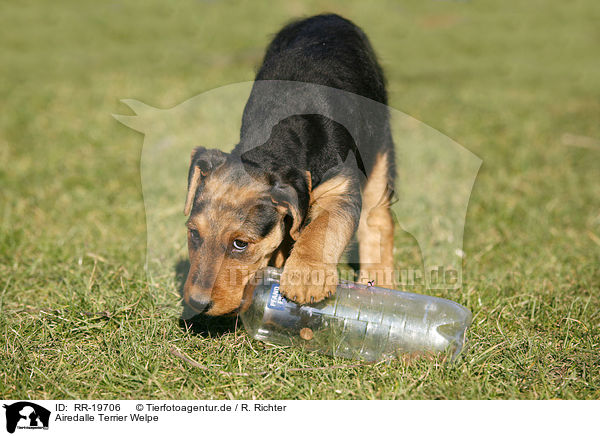 Airedalle Terrier Welpe / Airedale Terrier Puppy / RR-19706