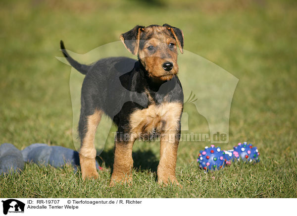 Airedalle Terrier Welpe / RR-19707