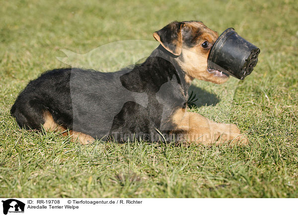 Airedalle Terrier Welpe / RR-19708