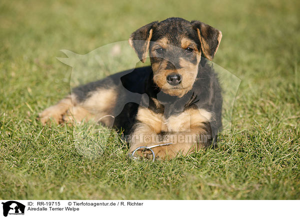 Airedalle Terrier Welpe / Airedale Terrier Puppy / RR-19715