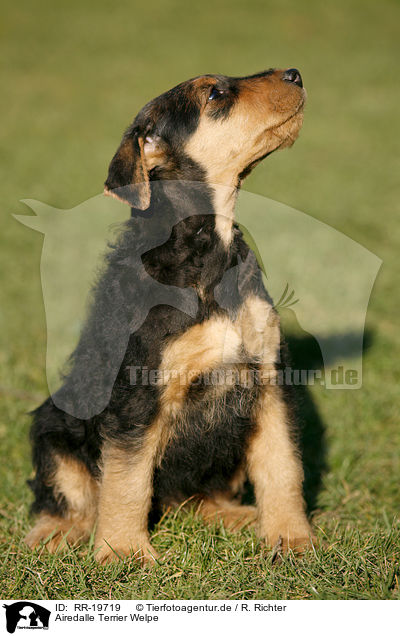Airedalle Terrier Welpe / Airedale Terrier Puppy / RR-19719