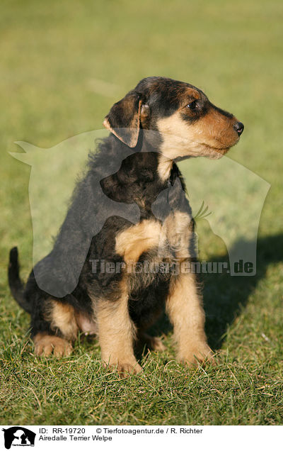 Airedalle Terrier Welpe / Airedale Terrier Puppy / RR-19720
