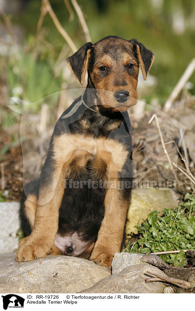 Airedalle Terrier Welpe / Airedale Terrier Puppy / RR-19726