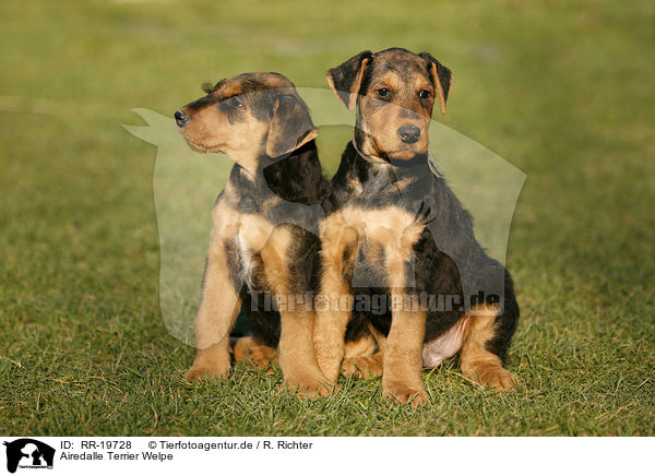 Airedalle Terrier Welpe / RR-19728