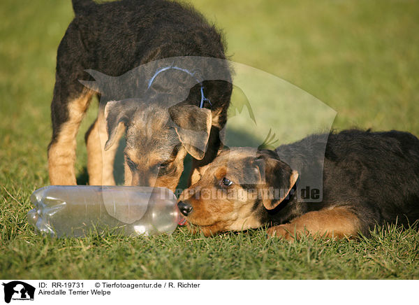 Airedalle Terrier Welpe / Airedale Terrier Puppy / RR-19731
