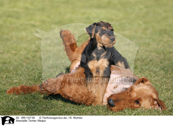 Airedalle Terrier Welpe / Airedale Terrier Puppy / RR-19738