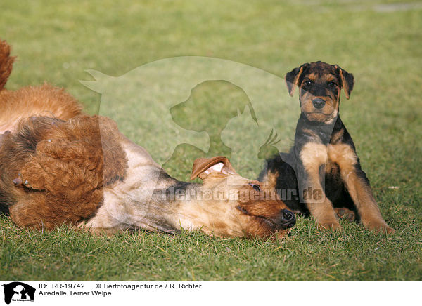 Airedalle Terrier Welpe / RR-19742