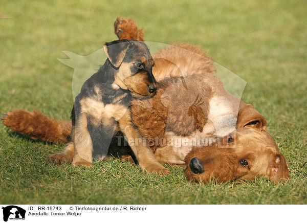 Airedalle Terrier Welpe / Airedale Terrier Puppy / RR-19743