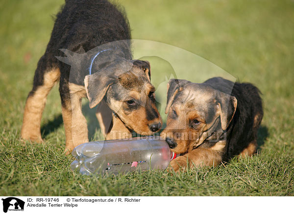 Airedalle Terrier Welpe / Airedale Terrier Puppy / RR-19746