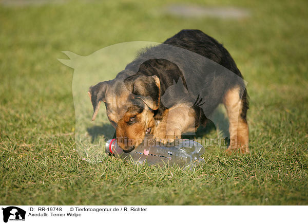 Airedalle Terrier Welpe / Airedale Terrier Puppy / RR-19748