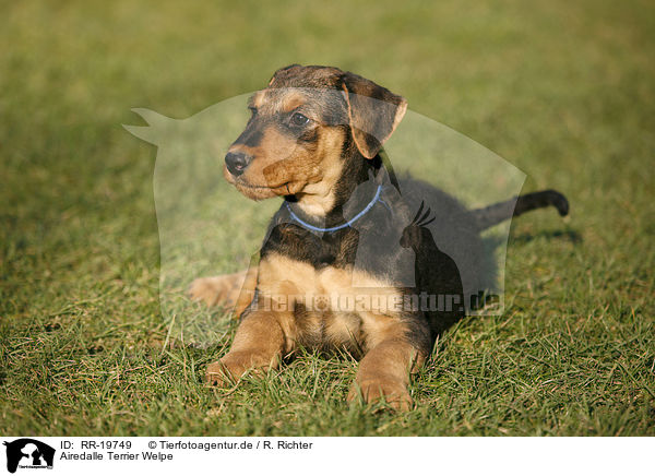Airedalle Terrier Welpe / Airedale Terrier Puppy / RR-19749