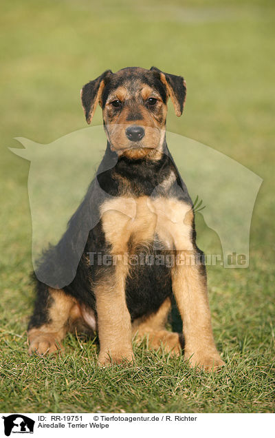Airedalle Terrier Welpe / RR-19751