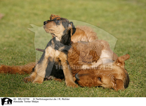 Airedalle Terrier Welpe / Airedale Terrier Puppy / RR-19759