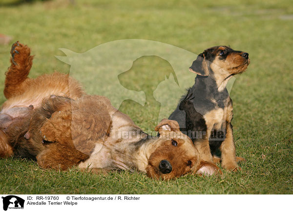 Airedalle Terrier Welpe / RR-19760