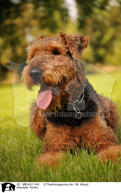 Airedale Terrier / Airedale Terrier / MEH-01148