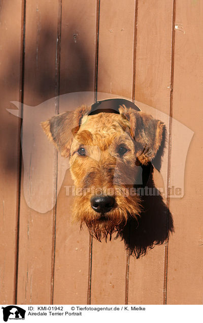 Airedale Terrier Portrait / KMI-01942
