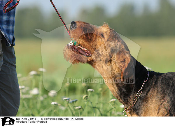 Airedale Terrier Portrait / KMI-01946