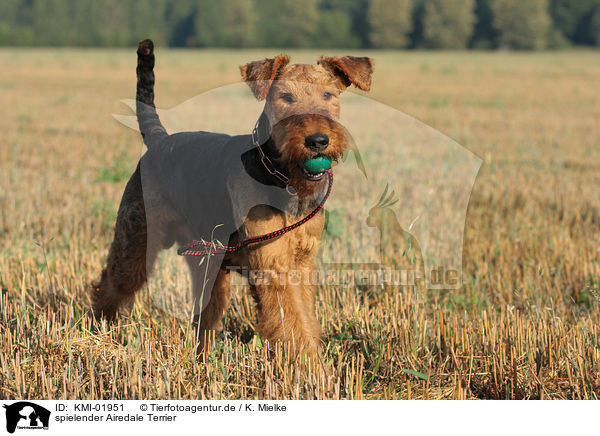 spielender Airedale Terrier / playing Airedale Terrier / KMI-01951