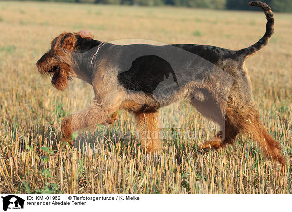 rennender Airedale Terrier / running Airedale Terrier / KMI-01962