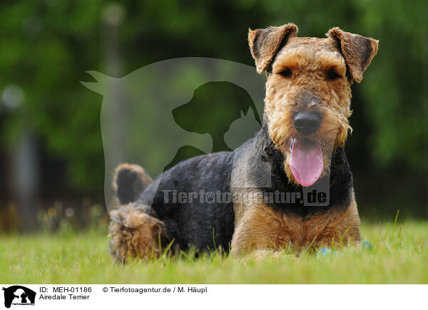 Airedale Terrier / MEH-01186
