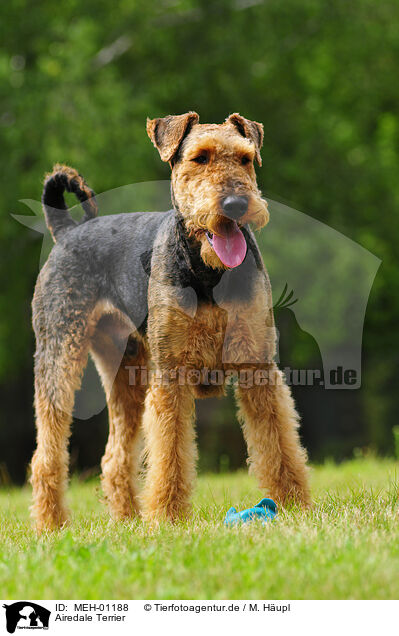 Airedale Terrier / Airedale Terrier / MEH-01188