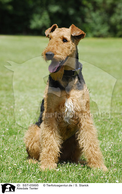 Airedale Terrier / Airedale Terrier / SST-05895