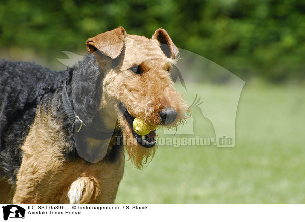 Airedale Terrier Portrait / Airedale Terrier Portrait / SST-05896