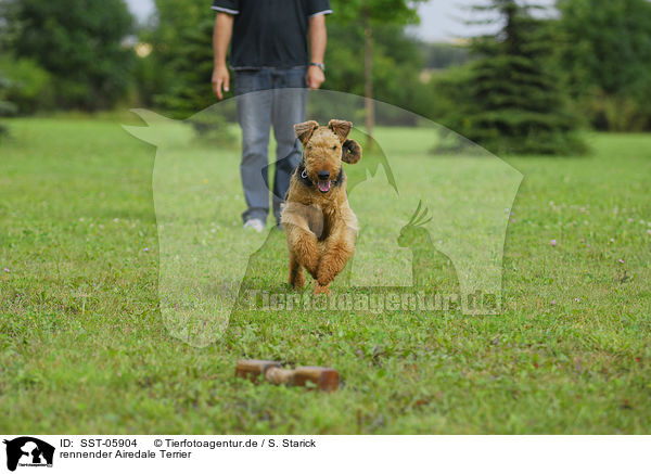 rennender Airedale Terrier / SST-05904
