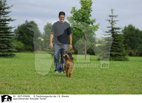 apportierender Airedale Terrier / retrieving Airedale Terrier / SST-05906