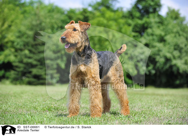 Airedale Terrier / Airedale Terrier / SST-06661