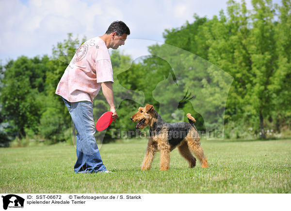 spielender Airedale Terrier / SST-06672