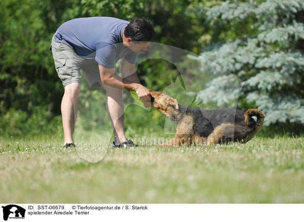 spielender Airedale Terrier / SST-06679